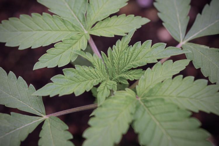 Animal Mints-Legends of the Frozen North. Week 3 - Animal Mints