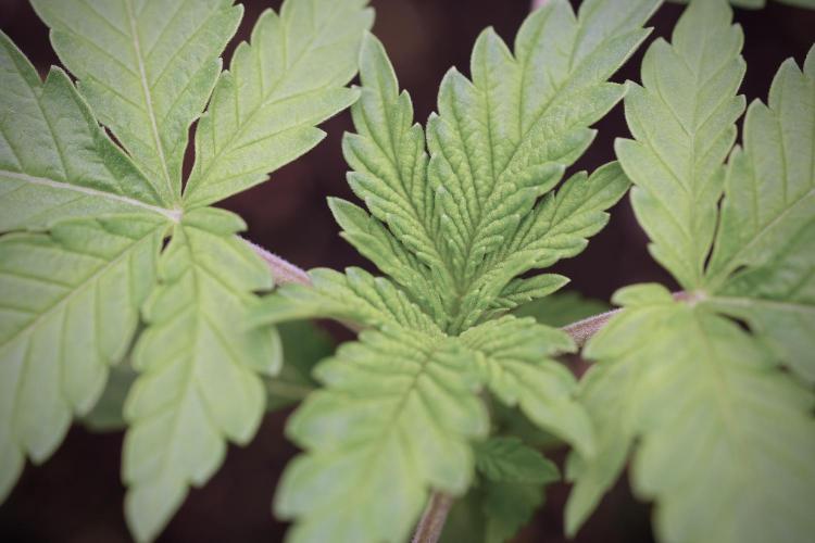 Animal Mints-Legends of the Frozen North. Week 3 - Animal Mints