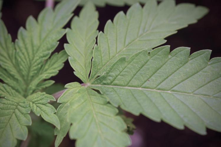 Animal Mints-Legends of the Frozen North. Week 3 - Animal Mints