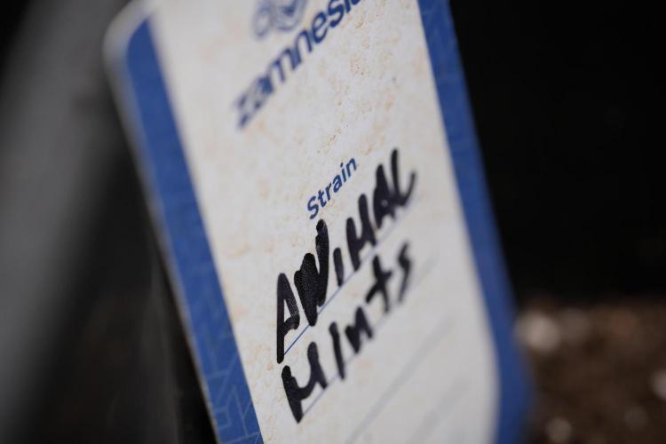 Animal Mints-Legends of the Frozen North. Week 3 - Animal Mints