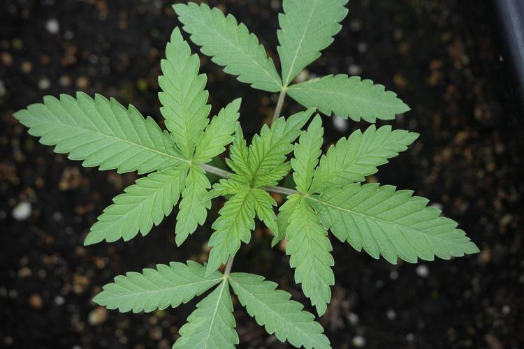 Animal Mints-Legends of the Frozen North. Week 3 - Animal Mints