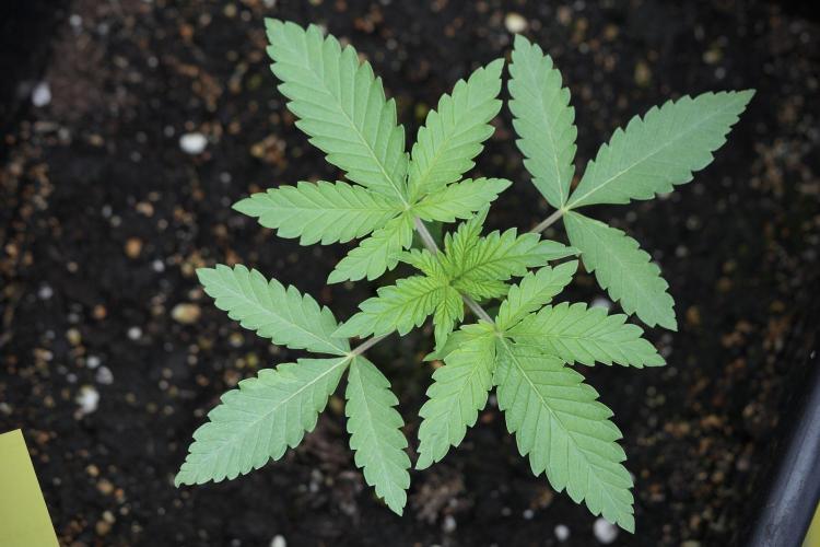 Animal Mints-Legends of the Frozen North. Week 3 - Animal Mints