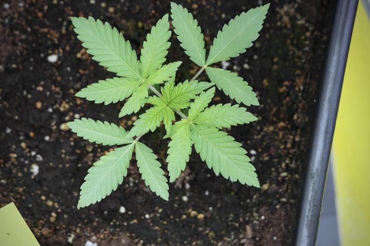 Animal Mints-Legends of the Frozen North. Week 3 - Animal Mints