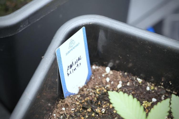 Animal Mints-Legends of the Frozen North. Week 3 - Animal Mints