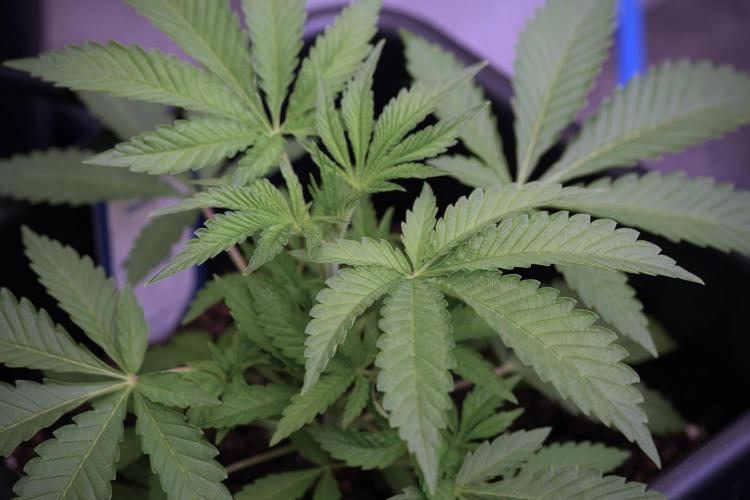 Animal Mints-Legends of the Frozen North. Week 3 - Animal Mints