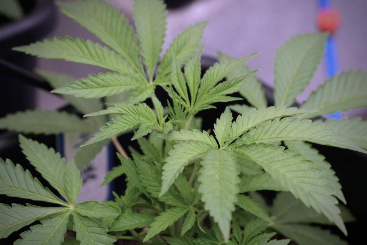 Animal Mints-Legends of the Frozen North. Week 3 - Animal Mints