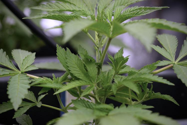 Animal Mints-Legends of the Frozen North. Week 3 - Animal Mints