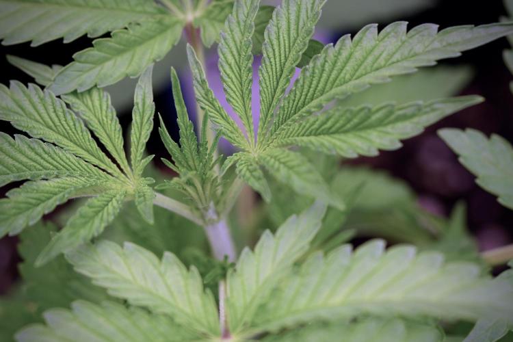 Animal Mints-Legends of the Frozen North. Week 3 - Animal Mints