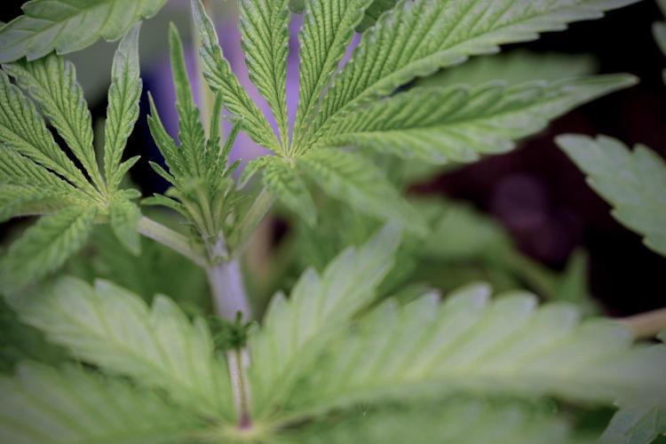 Animal Mints-Legends of the Frozen North. Week 3 - Animal Mints