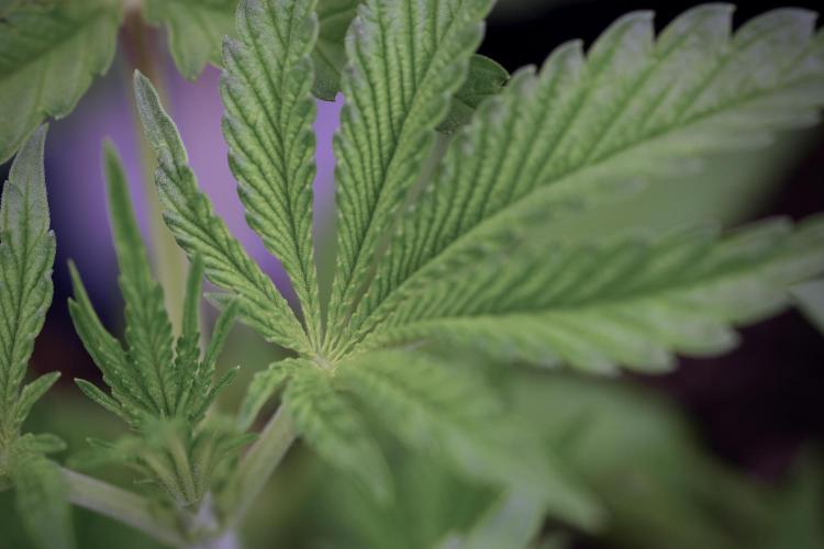 Animal Mints-Legends of the Frozen North. Week 3 - Animal Mints