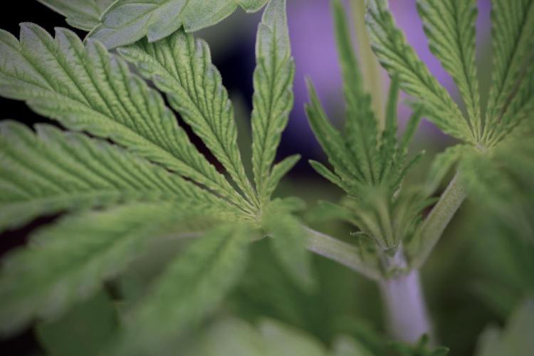 Animal Mints-Legends of the Frozen North. Week 3 - Animal Mints