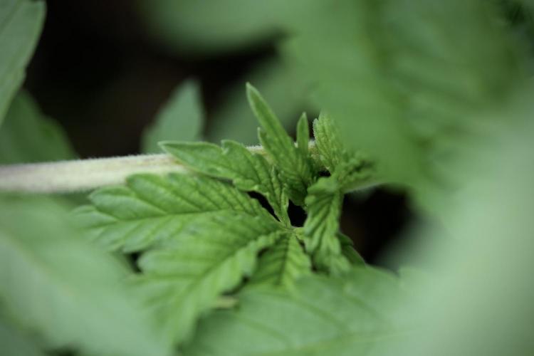 Animal Mints-Legends of the Frozen North. Week 3 - Animal Mints