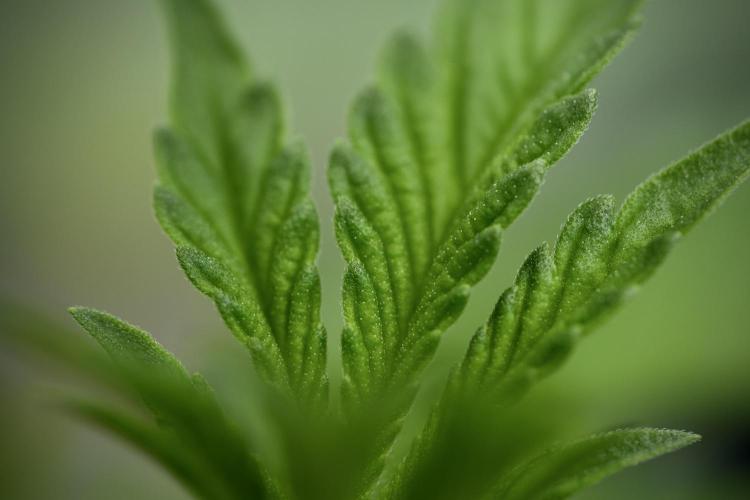 Animal Mints-Legends of the Frozen North. Week 3 - Animal Mints