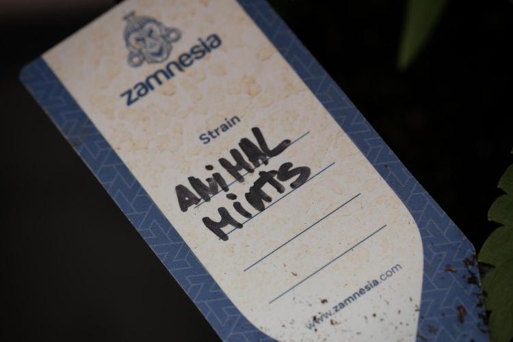 Animal Mints-Legends of the Frozen North. Week 3 - Animal Mints