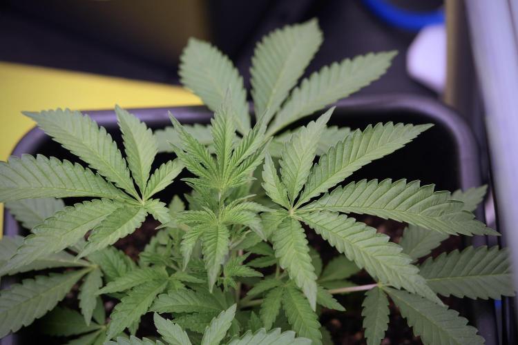 Animal Mints-Legends of the Frozen North. Week 3 - Animal Mints