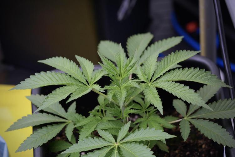 Animal Mints-Legends of the Frozen North. Week 3 - Animal Mints