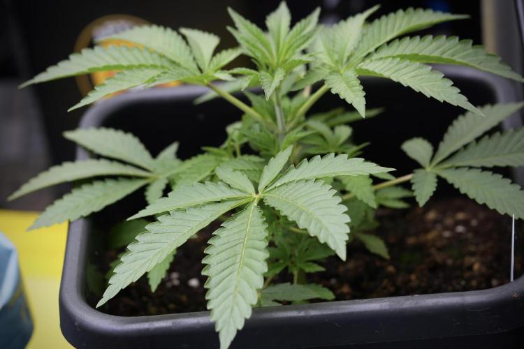 Animal Mints-Legends of the Frozen North. Week 3 - Animal Mints