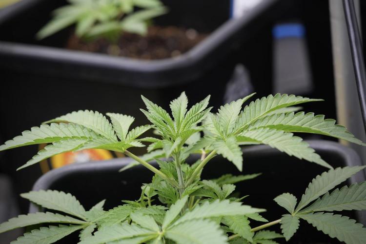 Animal Mints-Legends of the Frozen North. Week 3 - Animal Mints