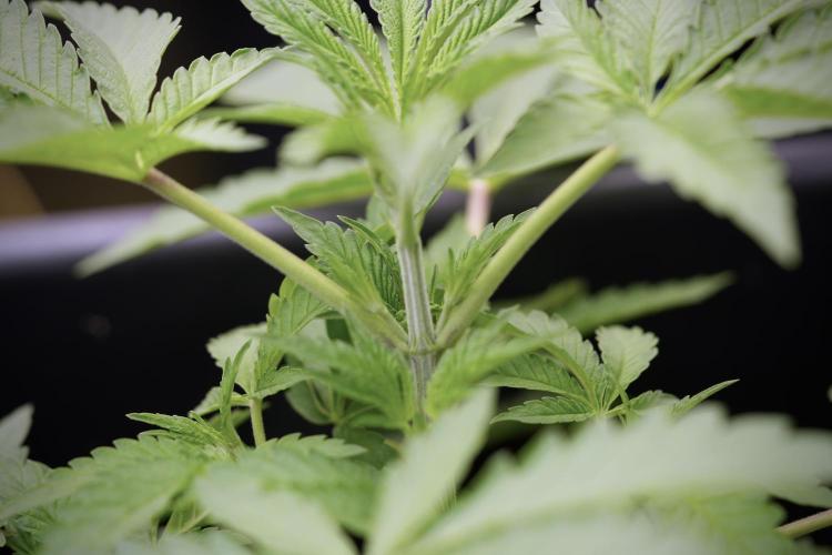 Animal Mints-Legends of the Frozen North. Week 3 - Animal Mints