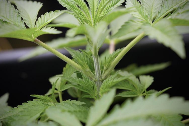 Animal Mints-Legends of the Frozen North. Week 3 - Animal Mints