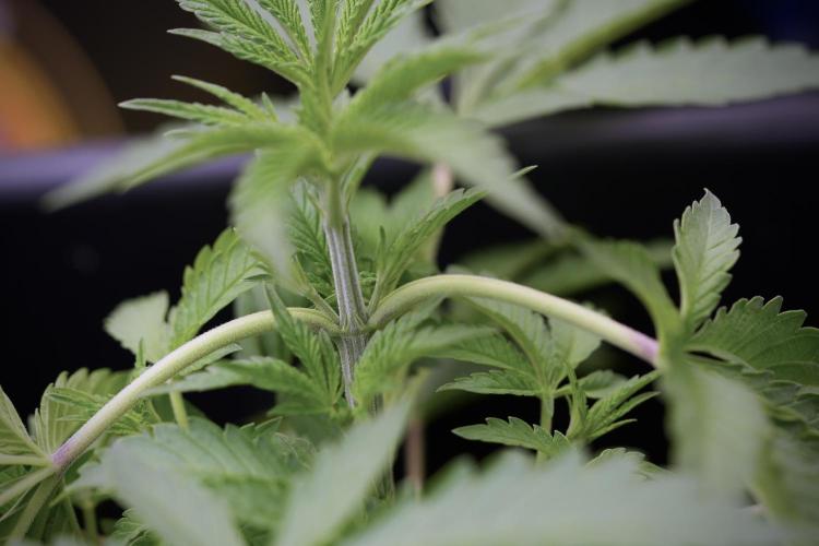 Animal Mints-Legends of the Frozen North. Week 3 - Animal Mints