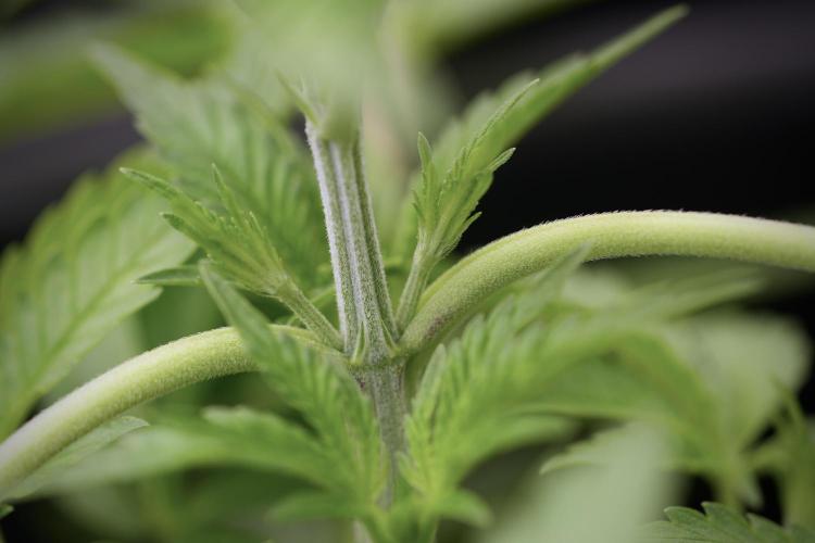 Animal Mints-Legends of the Frozen North. Week 3 - Animal Mints