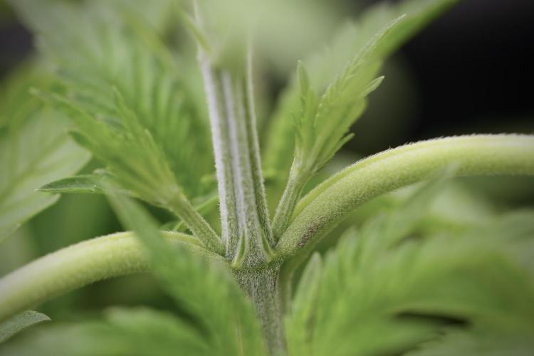 Animal Mints-Legends of the Frozen North. Week 3 - Animal Mints