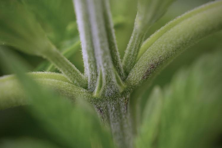 Animal Mints-Legends of the Frozen North. Week 3 - Animal Mints