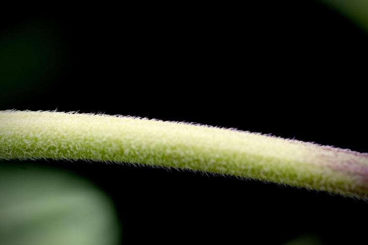 Animal Mints-Legends of the Frozen North. Week 3 - Animal Mints