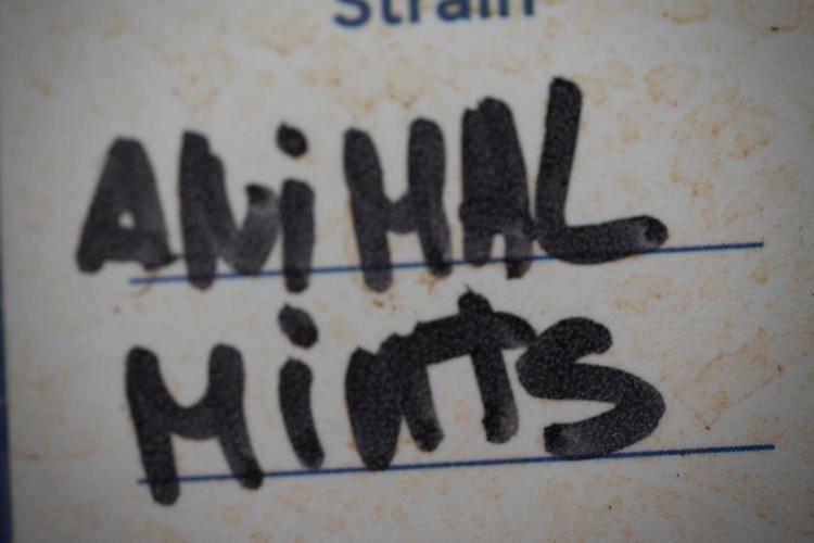 Animal Mints-Legends of the Frozen North. Week 3 - Animal Mints