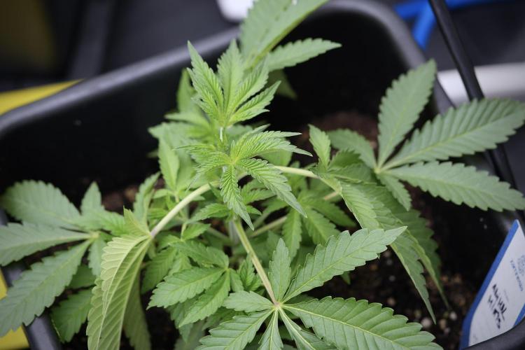 Animal Mints-Legends of the Frozen North. Week 3 - Animal Mints