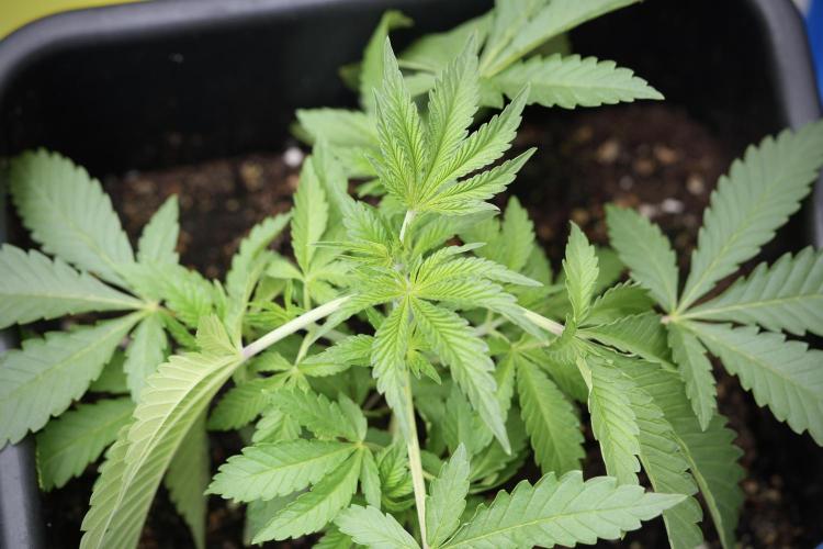 Animal Mints-Legends of the Frozen North. Week 3 - Animal Mints