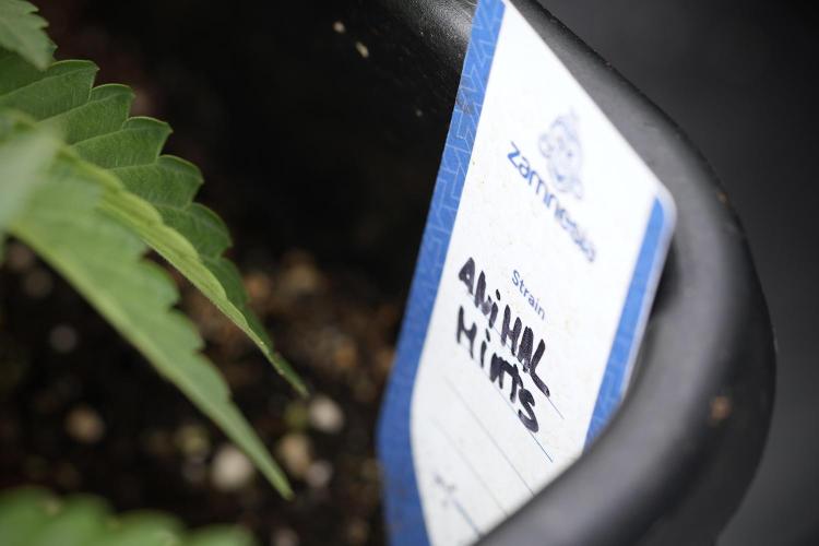 Animal Mints-Legends of the Frozen North. Week 3 - Animal Mints