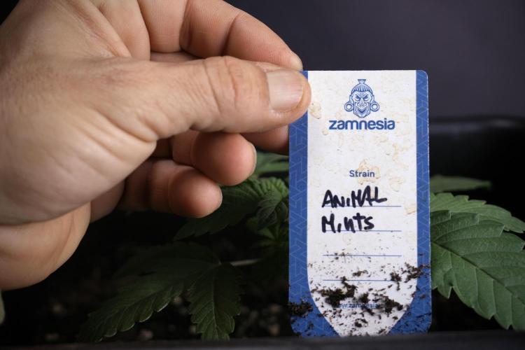 Animal Mints-Legends of the Frozen North. Week 3 - Animal Mints