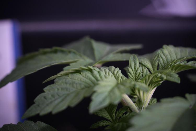 Animal Mints-Legends of the Frozen North. Week 3 - Animal Mints