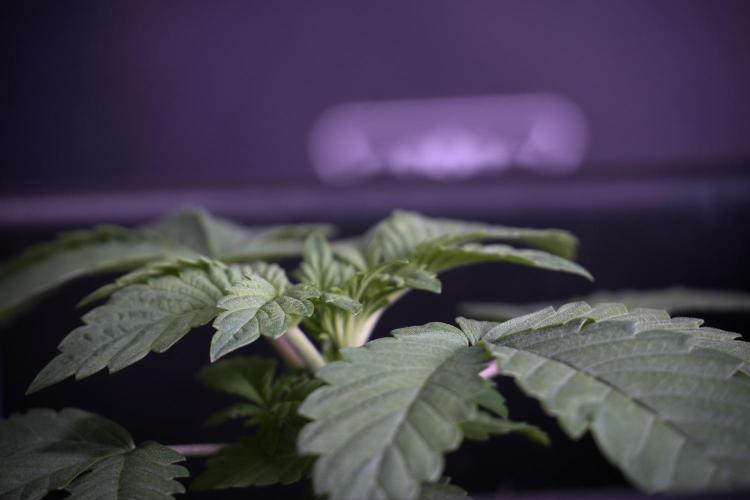 Animal Mints-Legends of the Frozen North. Week 3 - Animal Mints