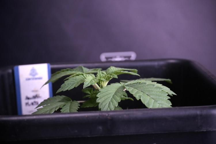 Animal Mints-Legends of the Frozen North. Week 3 - Animal Mints