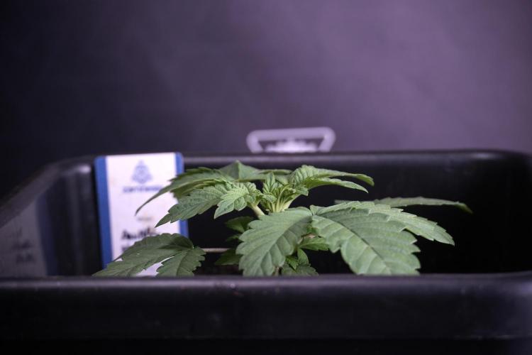 Animal Mints-Legends of the Frozen North. Week 3 - Animal Mints