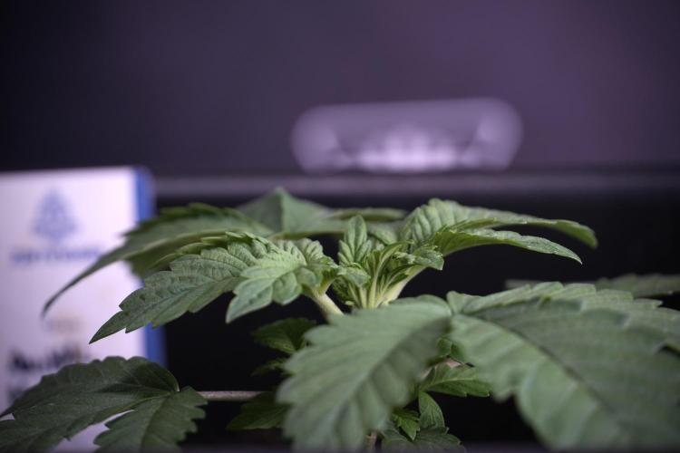 Animal Mints-Legends of the Frozen North. Week 3 - Animal Mints