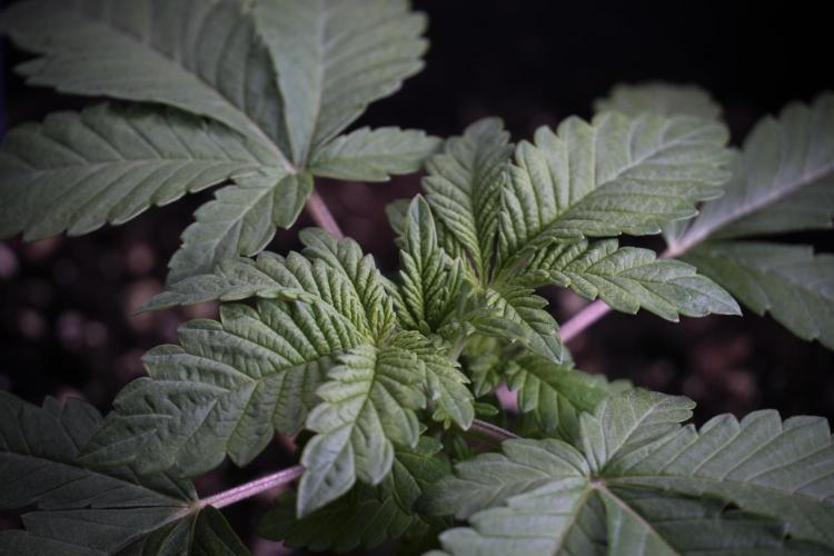 Animal Mints-Legends of the Frozen North. Week 3 - Animal Mints