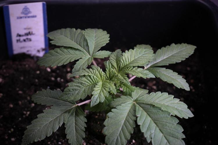 Animal Mints-Legends of the Frozen North. Week 3 - Animal Mints