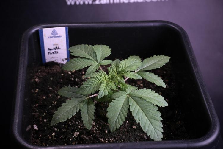 Animal Mints-Legends of the Frozen North. Week 3 - Animal Mints