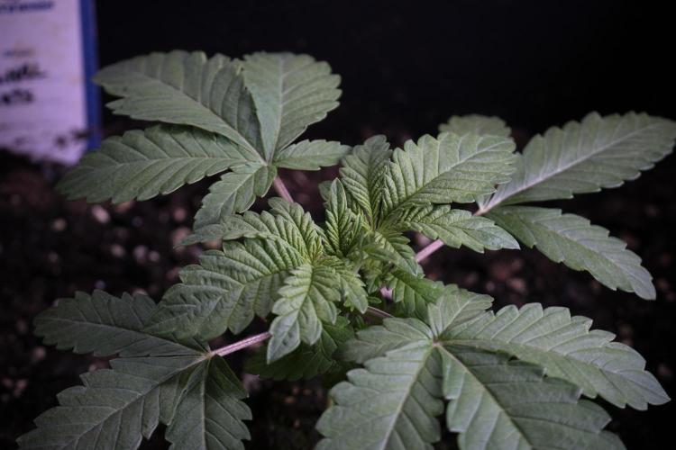 Animal Mints-Legends of the Frozen North. Week 3 - Animal Mints