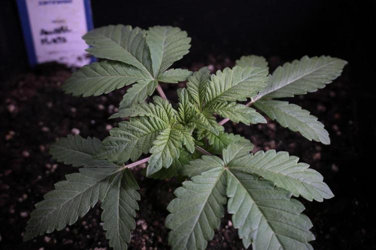 Animal Mints-Legends of the Frozen North. Week 3 - Animal Mints