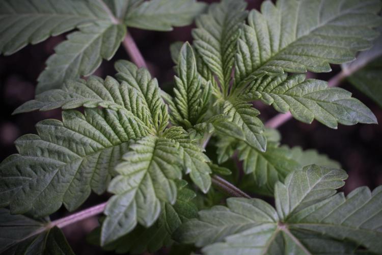 Animal Mints-Legends of the Frozen North. Week 3 - Animal Mints