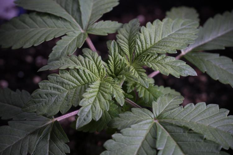 Animal Mints-Legends of the Frozen North. Week 3 - Animal Mints