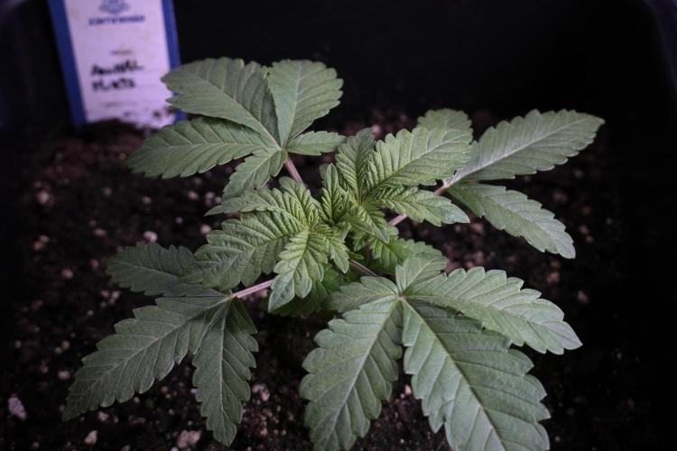 Animal Mints-Legends of the Frozen North. Week 3 - Animal Mints