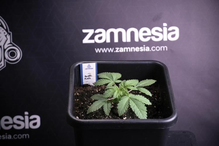 Animal Mints-Legends of the Frozen North. Week 3 - Animal Mints