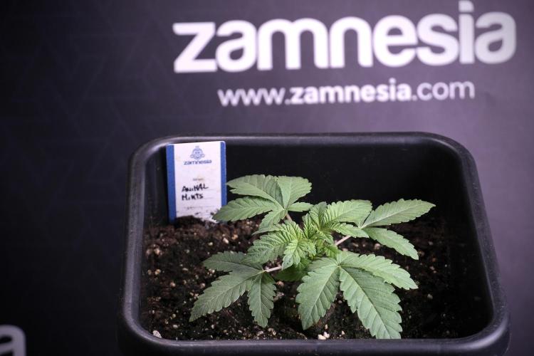 Animal Mints-Legends of the Frozen North. Week 3 - Animal Mints