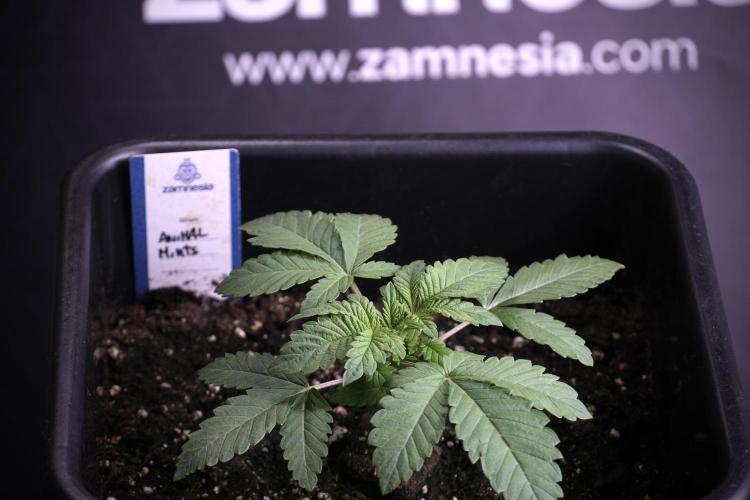 Animal Mints-Legends of the Frozen North. Week 3 - Animal Mints